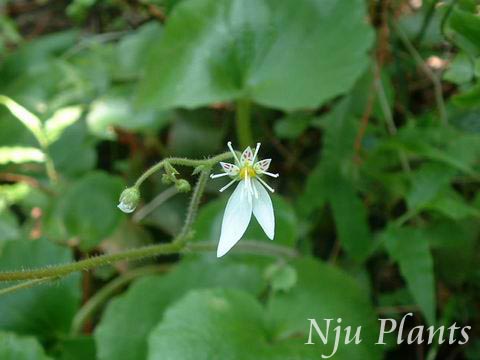 Saxifraga��stoloniferaCutt.��CreepingRockfoil�������ݿ�Saxifragaceae��/������//
