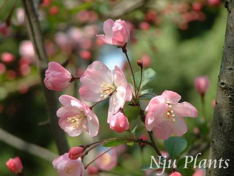 Malus��HallianaKoehne��HallCrabapple��Ǿޱ��Rosaceae��/��˿����//