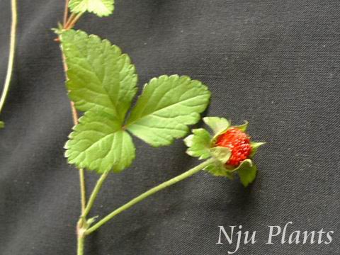 Duchesneaindica(Andrews)FockeIndiaMockstrawberryǾޱRosaceae/ݮ//