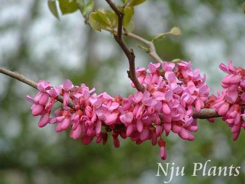 CercischinensisBunee��ChinaRedbud������Leguminosae��/�Ͼ�//