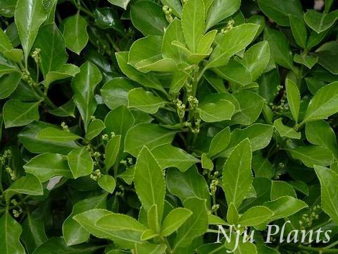 Euonymus��japonicusThunb.��JapanEuonymus����ì��Celastraceae��/������ì//