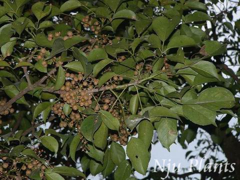 Bischofiapolycarpa��JavaBishopwood����꪿�Euphorbiaceae��/����ľ//