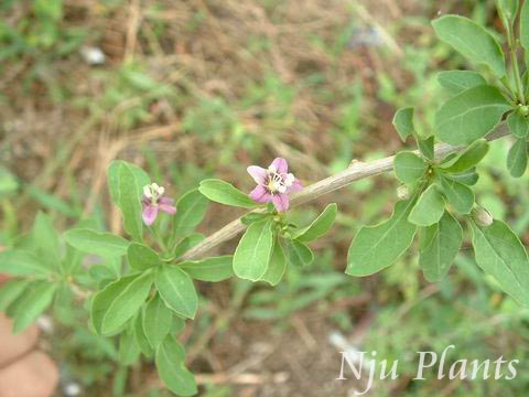 LyciumchinenseMill.ChinaWolfberryѿSolanaceae///