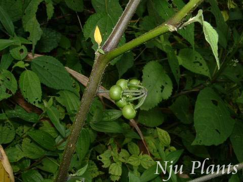 SolanumnigrumLinn.DragonMallow,BlackNightshadeѿSolanaceae///