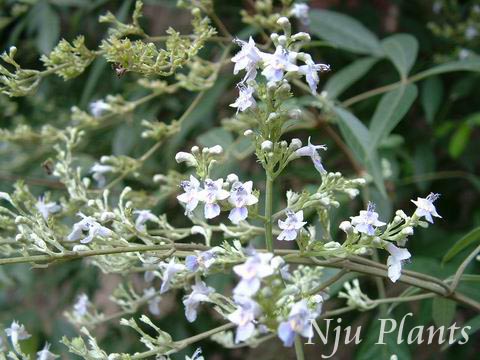 Vitex��negundovar.cannabifolia(Sieb.etZucc.)Hand.-Mazz.��Chastetree�����޲ݿ�Verbenaceae��/ĵ��//