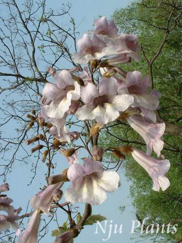 Paulownia��fortunei(Seem.)Hemsl.����Paulownia�����οơ�Scrophulariaceae��/��ͩ??//