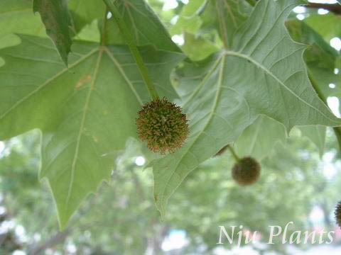 Platanus��acerifolia(Ait.)Willd.��LondonPlanetree������ľ��Platanaceae��/����ľ//