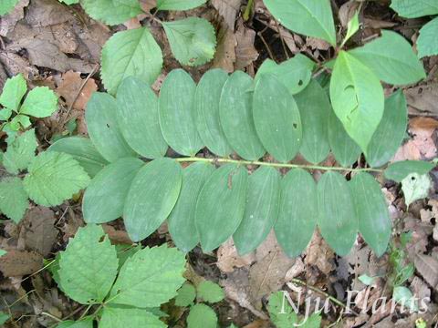 Polygonatum��odoratum(Mill.)Druce��FragrantLandpick���ٺϿ�Liliaceae��/����//