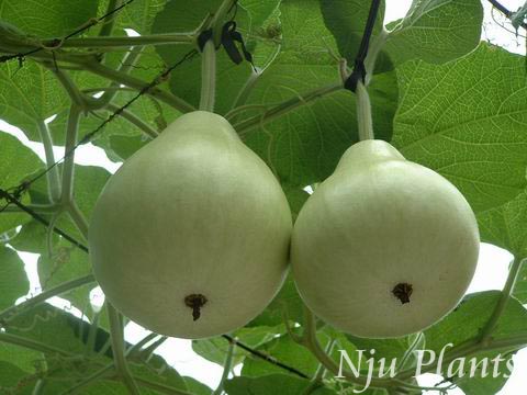 Lagenariasiceraria(Thunb.)MakinoCalabash,BottleGourd«Cucurbitaceae/«//