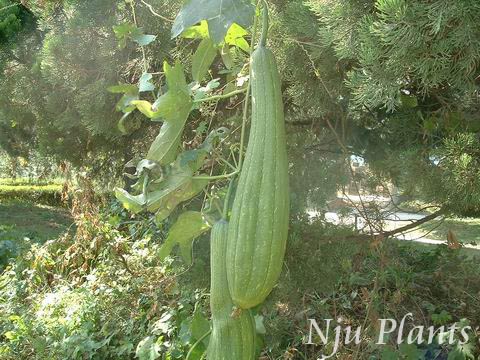 Luffacylindrica(Linn.)Roem.SuakwaVegetablesponge«Cucurbitaceae/˿//