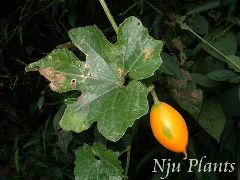 Trichosanthescucumeroides(Ser.)Maxim.KingSnakegourd«Cucurbitaceae///