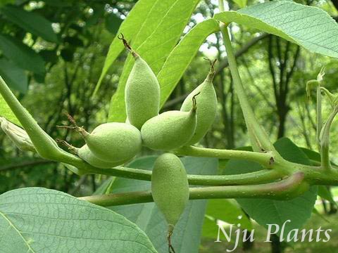 JuglansregiaLinn.EnglishWalnut,PersiaWalnutҿJuglandaceae///