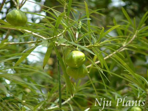 Thevetia��peruviana(Pers.)K.Schum.��YellowOleander,LuckynutThevetia�������ҿ�Apocynaceae��/�ƻ�������//