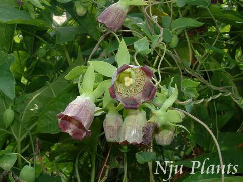 Codonopsislanceolata(Sieb.etZucc.)Trautv.LanceAsiabell۹Campanulaceae///