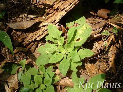 VioladiffusaGing.Sevenstarlotus,ClimbingViolet˿Violaceae/龥//