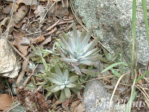 Orostachyserubescens(Maxim.)OhwiReddishOrostachysCrassulaceae///