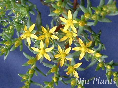 SedumonychopetalumFrod.ClawpetalStonecropCrassulaceae/צ꾰//