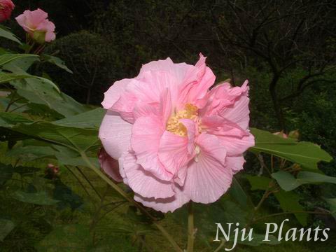 HibiscusmutabilisLinn.Cottonrose,changeableRoseMalvaceae/ľܽ//