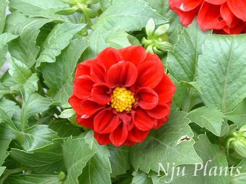 Dahlia��pinnataCav.��Dahlia,GardenDahlia���տ�Compositae��/������//