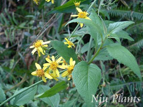 Senecio��scandensBuch.-Ham.exD.Don��Groundsel���տ�Compositae��/ǧ���//