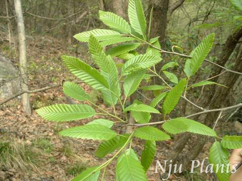 Quercus��variabilisBlume��CorkOak���Ƕ���Fagaceae��/˨Ƥ��//