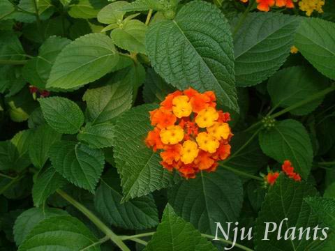 Lantana��camaraLinn.��CommonLantana�����޲ݿ�Verbenaceae��/��ӧ��//