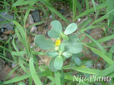 PortulacaoleraceaLinn.PurslaneȿPortulacaceae///