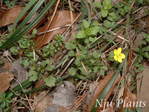 RanunculusternatusThunb.CatclawButtercupëݢRanunculaceae/èצ//