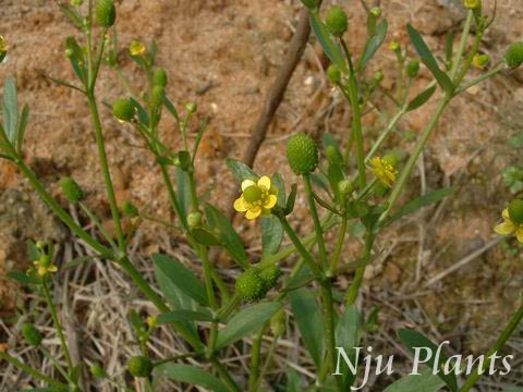 RanunculussceleratusLinn.PoisonousButtercupëݢRanunculaceae/ʯ//