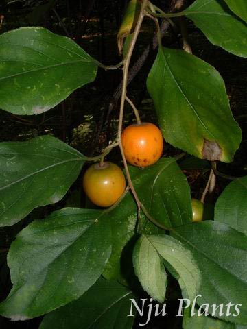 Actinidia��valvataDunn��ValvateKiwifruit��⨺��ҿ�Actinidiaceae��/����⨺���?//