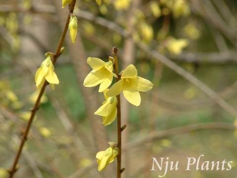 Forsythiasuspensa(Thunb.)VahlWeepingForsythiaľϬOleaceae///