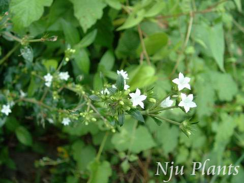 Serissaserissoides(DC.)DruceJunesnowݿRubiaceae/ѩ//