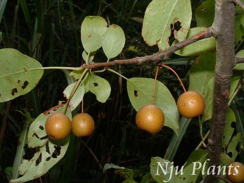 PyruscalleryanaDecne.BeanPearǾޱRosaceae///