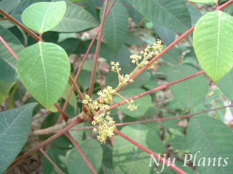 Toxicodendronsuccedaneum(Linn.)O.KuntzeFieldLacquertreeAnacardiaceae/Ұ//