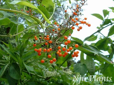 SambucuschinensisLindl.ChinaElder̶Caprifoliaceae/ӹǲ//