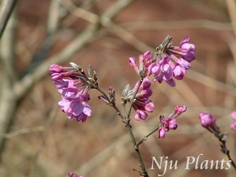 DaphnegenkwaSieb.etZucc.LilacDaphneThymelaeaceae/ܾ//