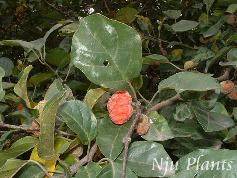 Cudrania��tricuspidata(Carr.)Bur.��TricuspidCudrania��ɣ��Moraceae��/����//