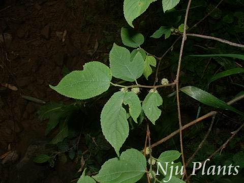 Broussonetia��kazinokiSieb.etZucc.��KazinokiPapermulberry��ɣ��Moraceae��/С����//