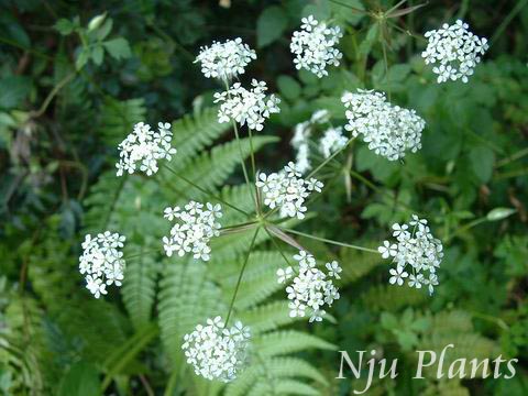 Cnidium��monnieri(Linn.)Cusson��Snakebed��ɡ�ο�Umbelliferae��/�ߴ�//