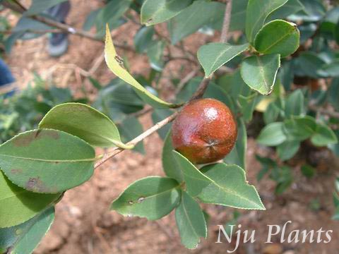 Camellia��oleiferaAbel��OilCamellia��ɽ���Theaceae��/�Ͳ�//