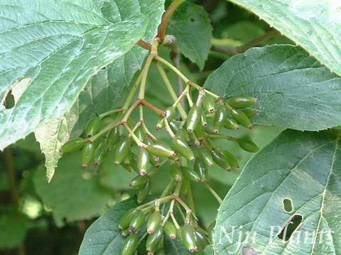 Cornus��macrophyllaWall.����ɽ���ǿ�Cornaceae��/��ľ//
