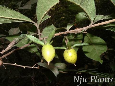 Diospyros��rhombifoliaHemsl.��CrowPersimmon��������Ebenaceae��/��ѻ��//