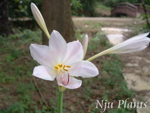 Lycoris��sprengeriComesexBaker��SprengerStonegarlic��ʯ���Amaryllidaceae��/������//