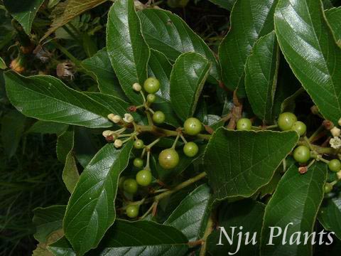 Rhamnus��crenataSieb.etZucc.��OrientalBuckthorn�������Rhamnaceae��/��Ҷ����//