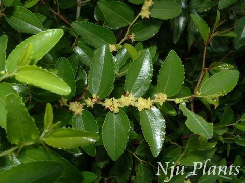 Ziziphusjujubavar.spinosa(Bunge)HuSourJujubeơRhamnaceae///
