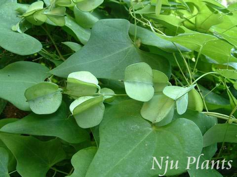 Dioscorea��sativaLinn.��CommonYam��������Dioscoreaceae��/����//