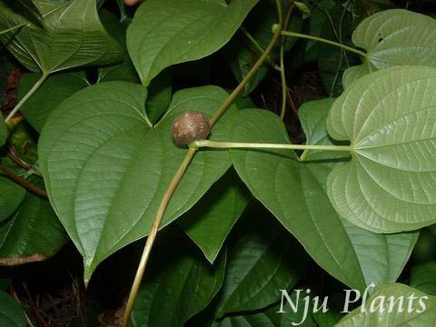 Dioscorea��bulbiferaLinn.��AirpotatoYam��������Dioscoreaceae��/�ƶ�//