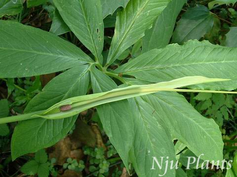Pinellia��pedatisectaSchott��Tigerpalm�������ǿ�Araceae��/����//