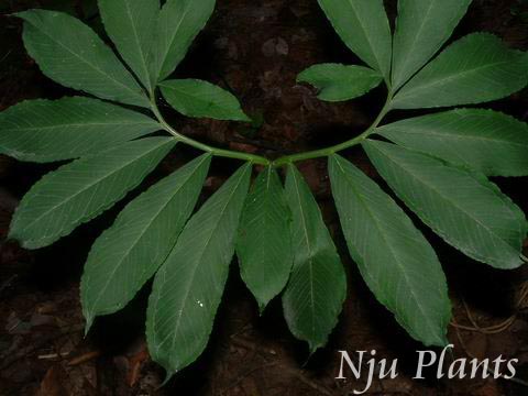 Arisaema��heterophyllumB1.���������ǿ�Araceae��/��Ҷ������//