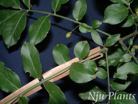 Euonymus��alatus(Thunb.)Sieb.��WingedEuonymus����ì��Celastraceae��/��ì//